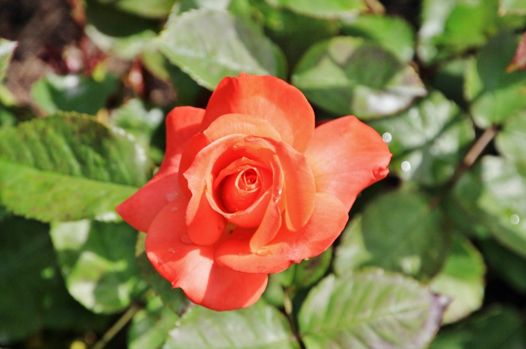 Foto: Concurso de rosas 2017 - Barcelona (Cataluña), España