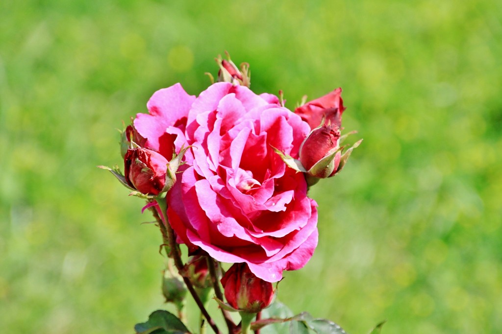 Foto: Concurso de rosas 2017 - Barcelona (Cataluña), España