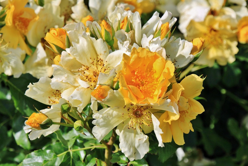 Foto: Concurso de rosas 2017 - Barcelona (Cataluña), España