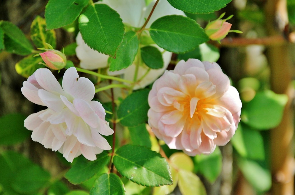 Foto: Concurso de rosas 2017 - Barcelona (Cataluña), España