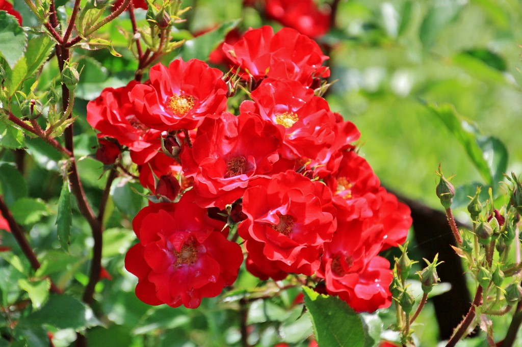 Foto: Concurso de rosas 2017 - Barcelona (Cataluña), España
