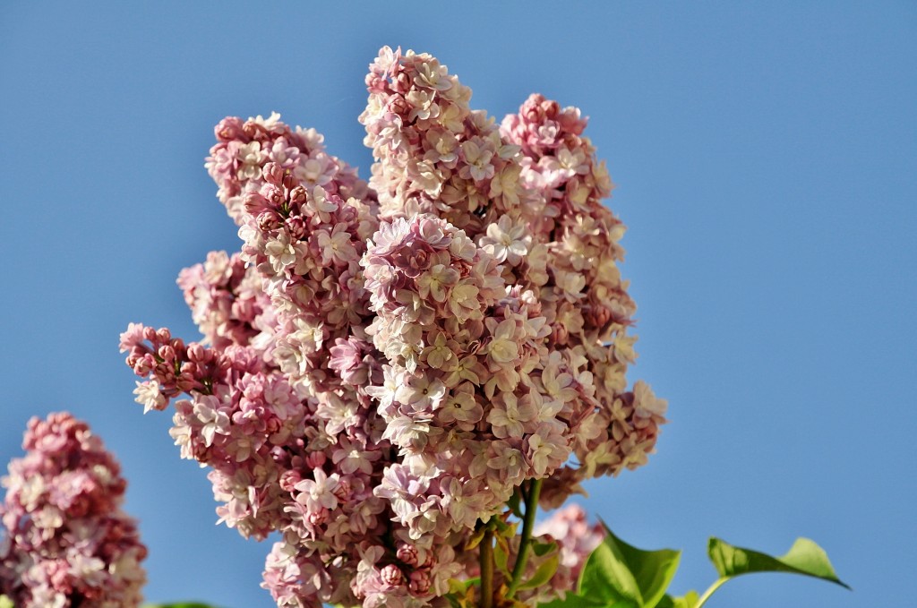 Foto: Un poco de color - Artieda (Zaragoza), España