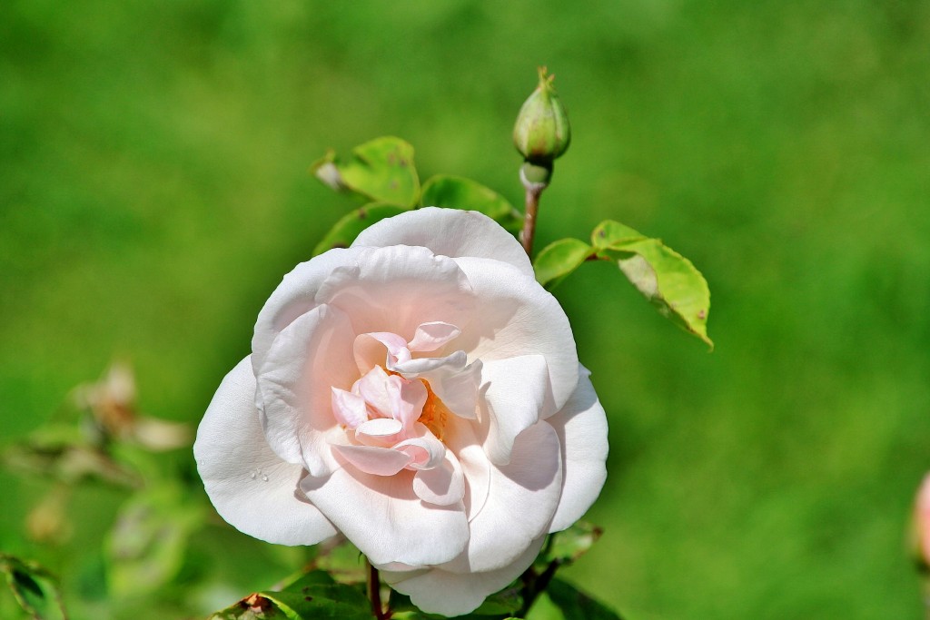 Foto: Concurso de rosas 2017 - Barcelona (Cataluña), España