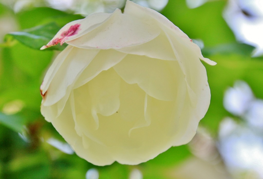 Foto: Concurso de rosas 2017 - Barcelona (Cataluña), España