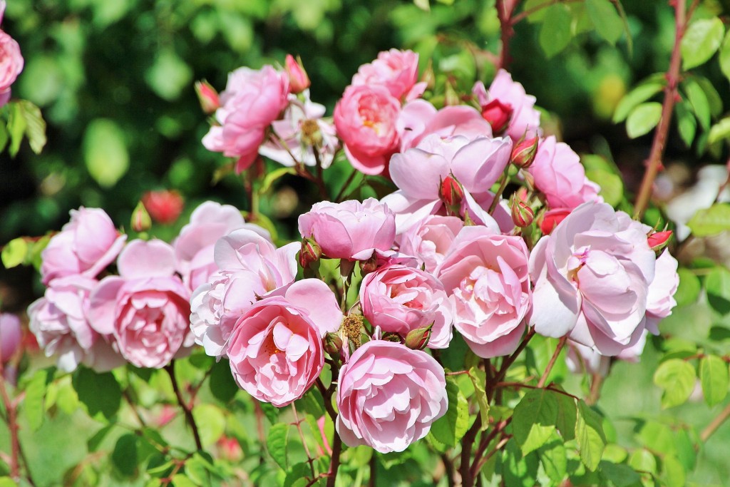 Foto: Concurso de rosas 2017 - Barcelona (Cataluña), España
