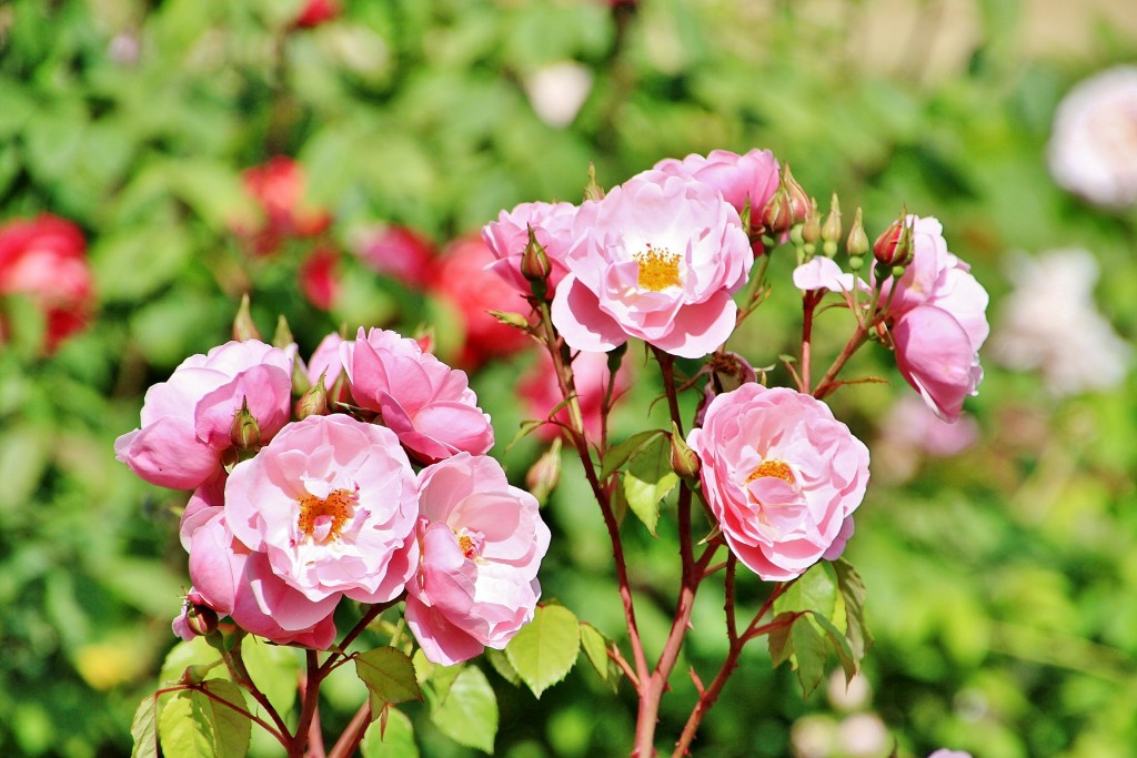 Foto: Concurso de rosas 2017 - Barcelona (Cataluña), España