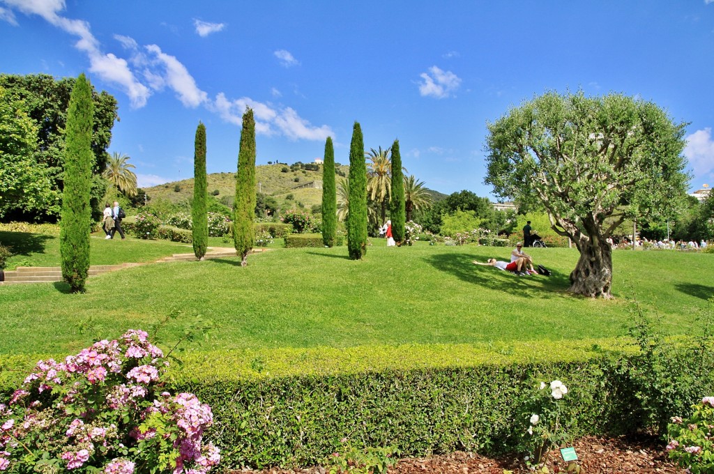 Foto: Concurso de rosas 2017 - Barcelona (Cataluña), España