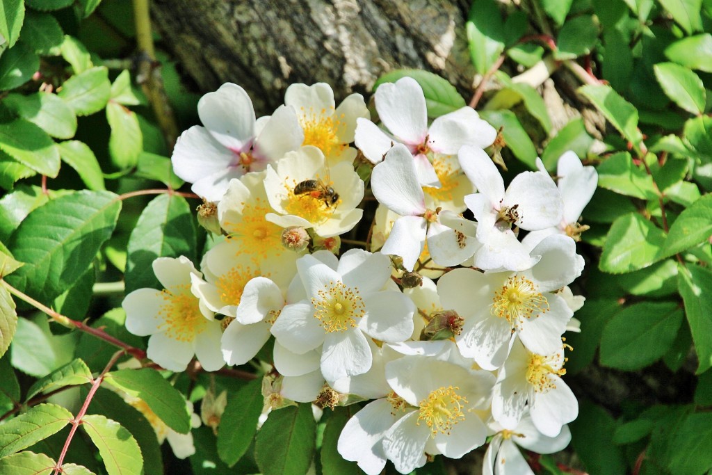 Foto: Concurso de rosas 2017 - Barcelona (Cataluña), España