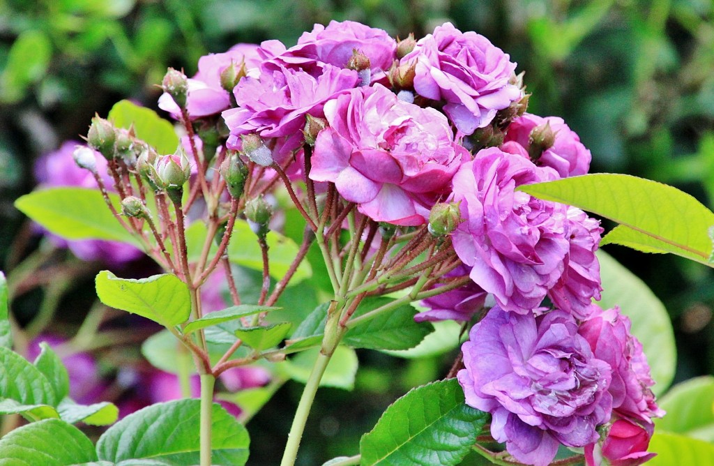 Foto: Concurso de rosas 2017 - Barcelona (Cataluña), España