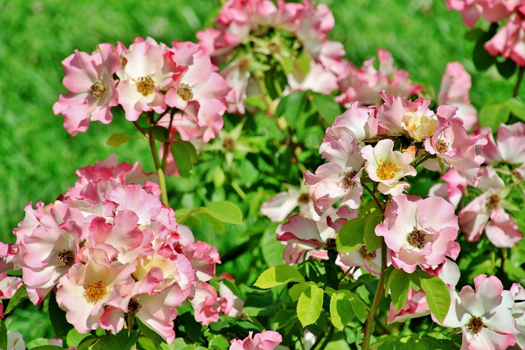 Foto: Concurso de rosas 2017 - Barcelona (Cataluña), España