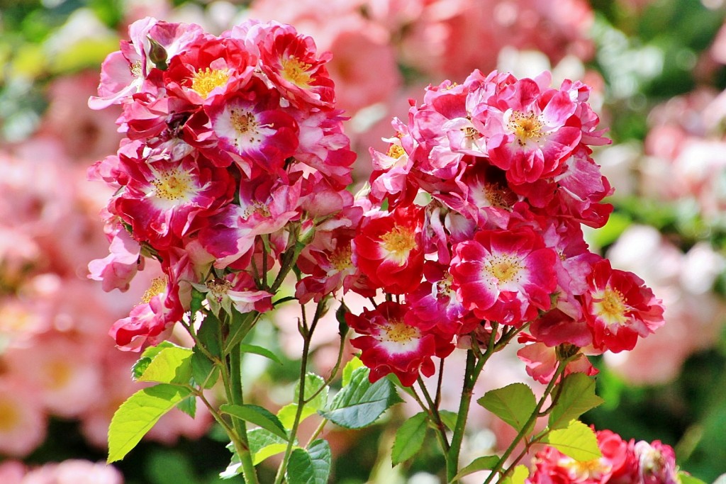 Foto: Concurso de rosas 2017 - Barcelona (Cataluña), España