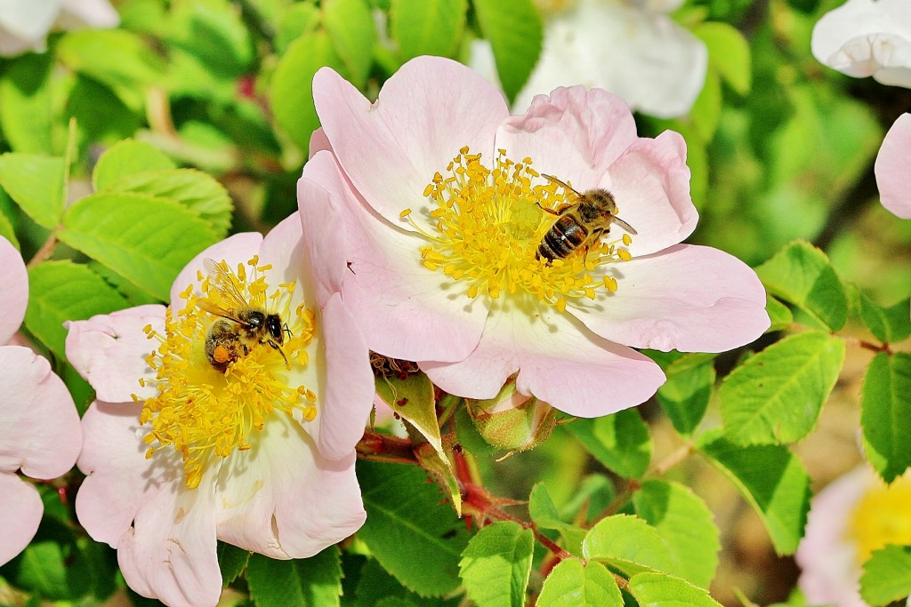 Foto: Concurso de rosas 2017 - Barcelona (Cataluña), España