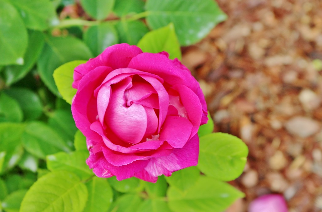 Foto: Concurso de rosas 2017 - Barcelona (Cataluña), España