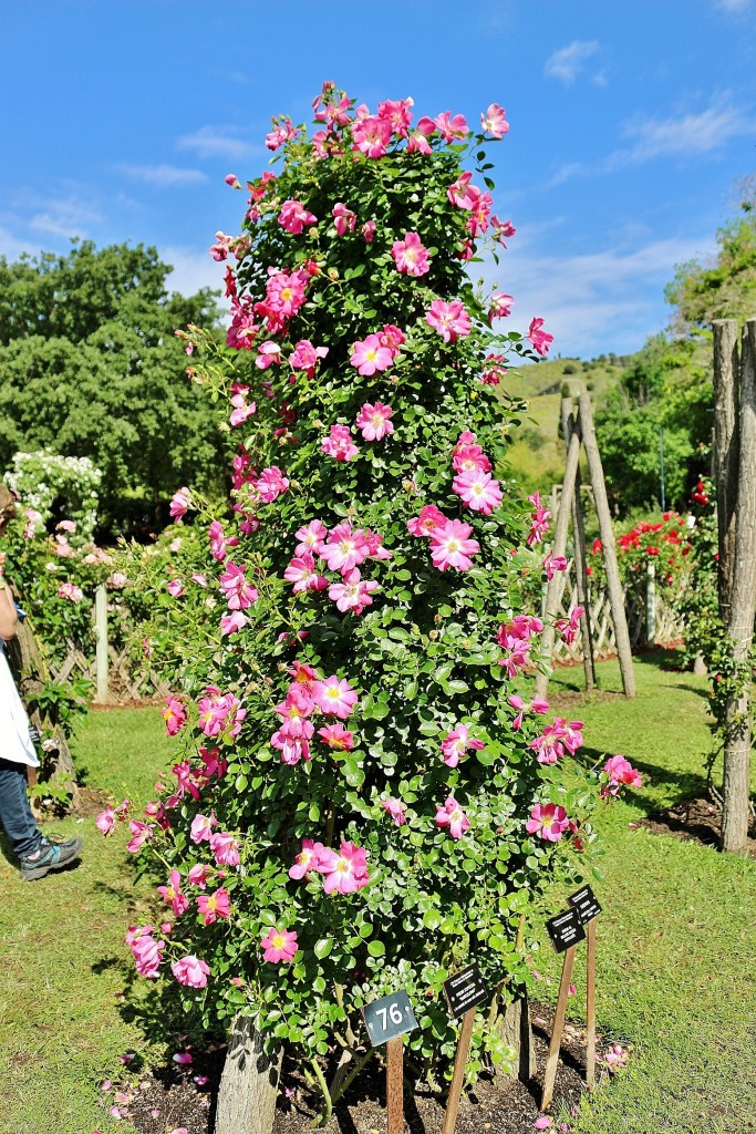 Foto: Concurso de rosas 2017 - Barcelona (Cataluña), España