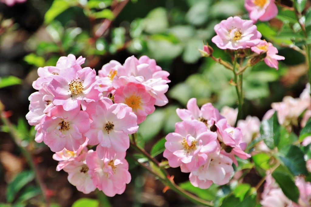 Foto: Concurso de rosas 2017 - Barcelona (Cataluña), España