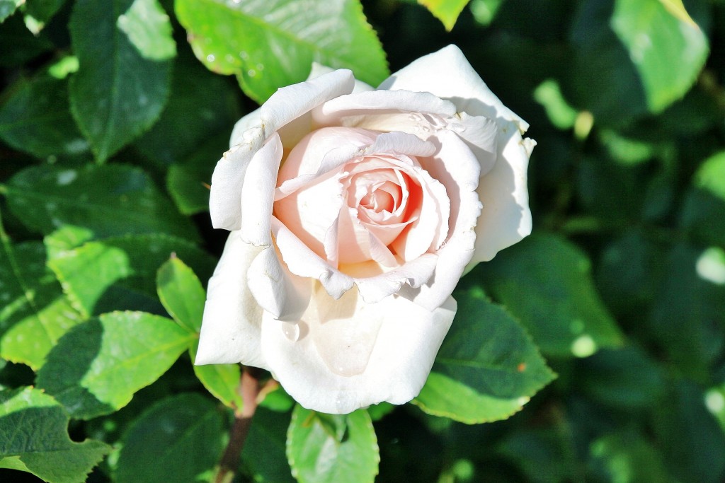 Foto: Concurso de rosas 2017 - Barcelona (Cataluña), España