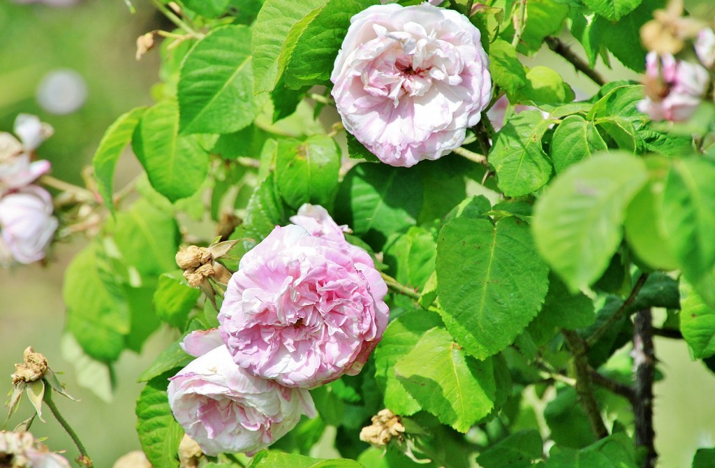 Foto: Concurso de rosas 2017 - Barcelona (Cataluña), España