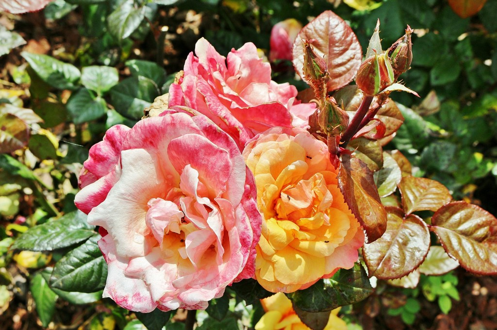 Foto: Concurso de rosas 2017 - Barcelona (Cataluña), España