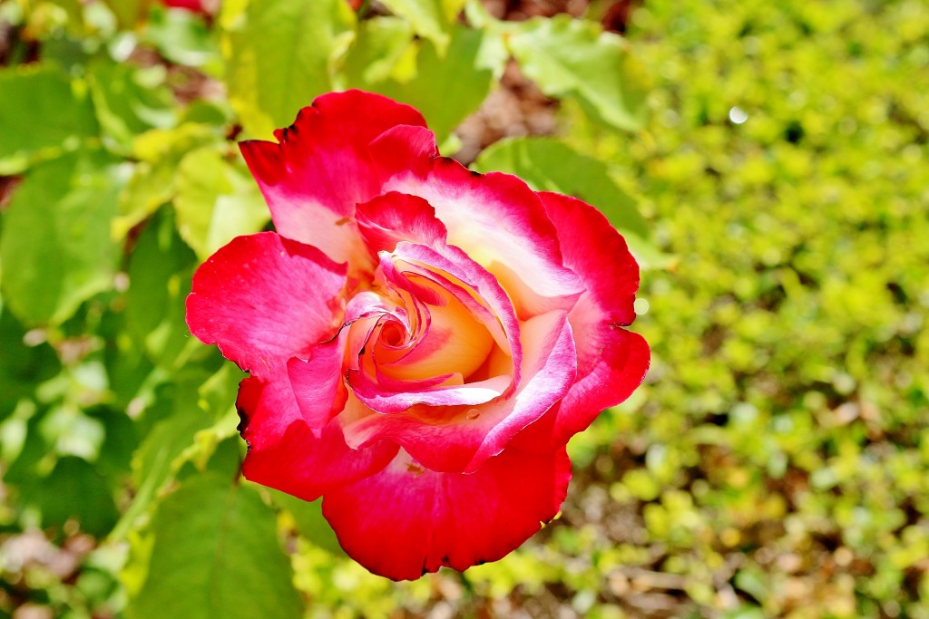 Foto: Concurso de rosas 2017 - Barcelona (Cataluña), España