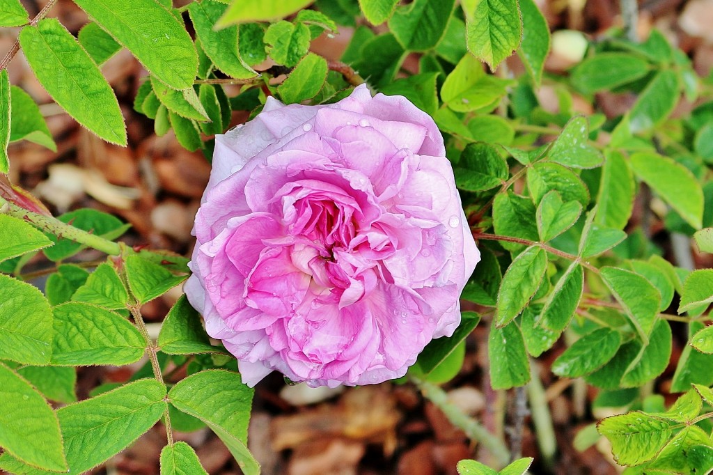 Foto: Concurso de rosas 2017 - Barcelona (Cataluña), España