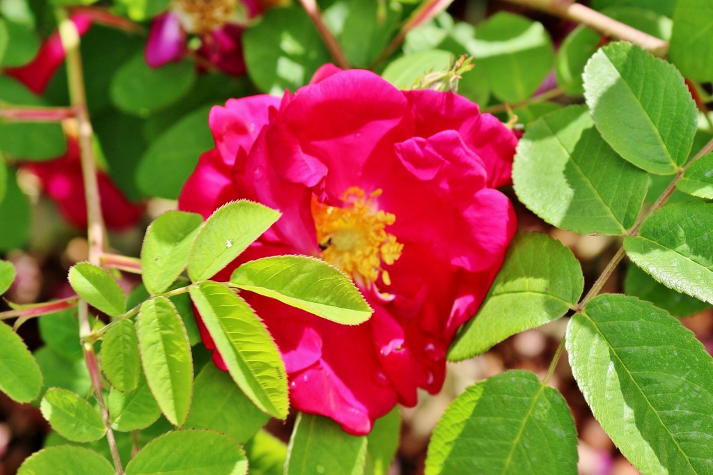 Foto: Concurso de rosas 2017 - Barcelona (Cataluña), España