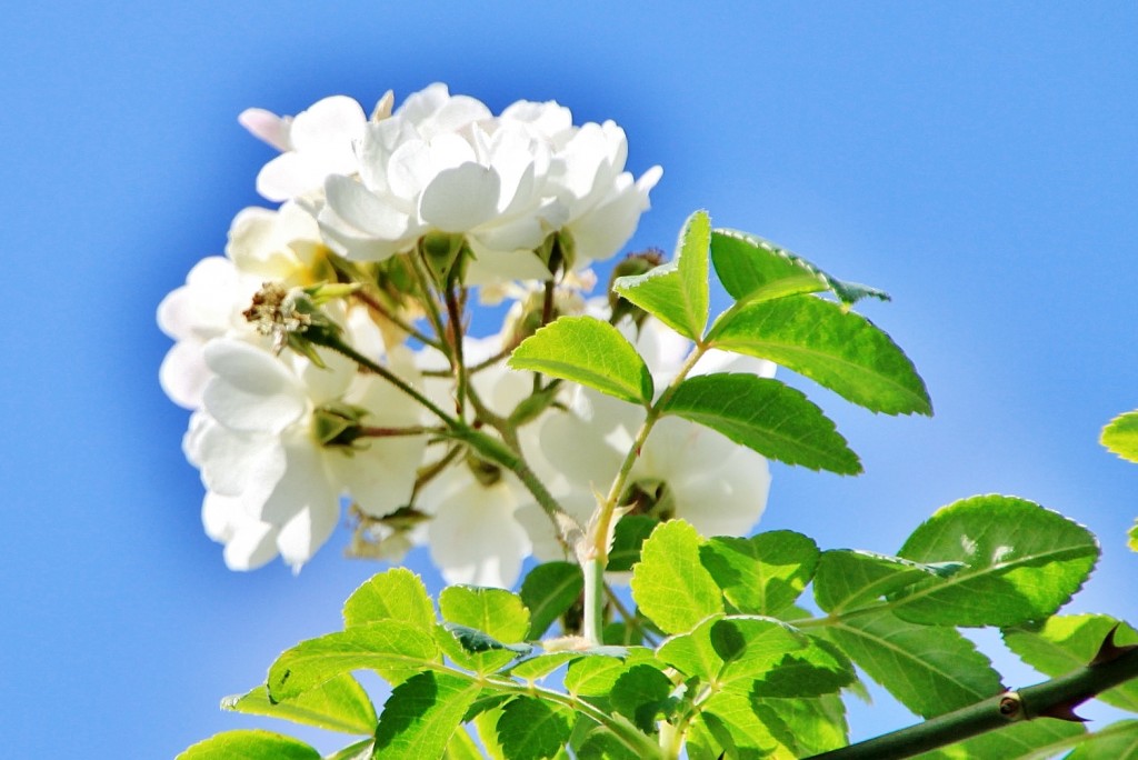 Foto: Concurso de rosas 2017 - Barcelona (Cataluña), España