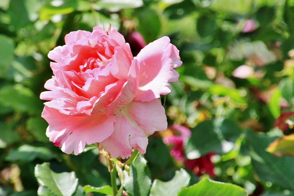 Foto: Concurso de rosas 2017 - Barcelona (Cataluña), España