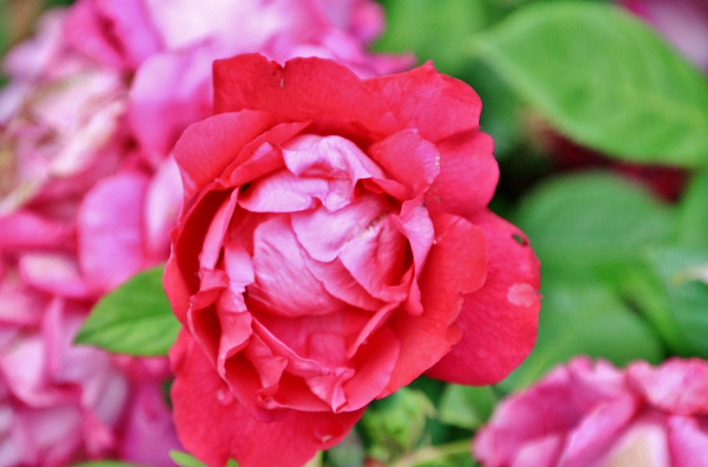 Foto: Concurso de rosas 2017 - Barcelona (Cataluña), España