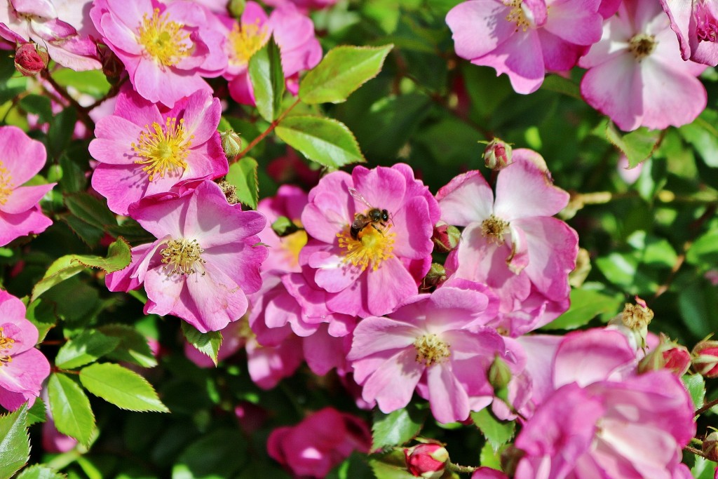 Foto: Concurso de rosas 2017 - Barcelona (Cataluña), España