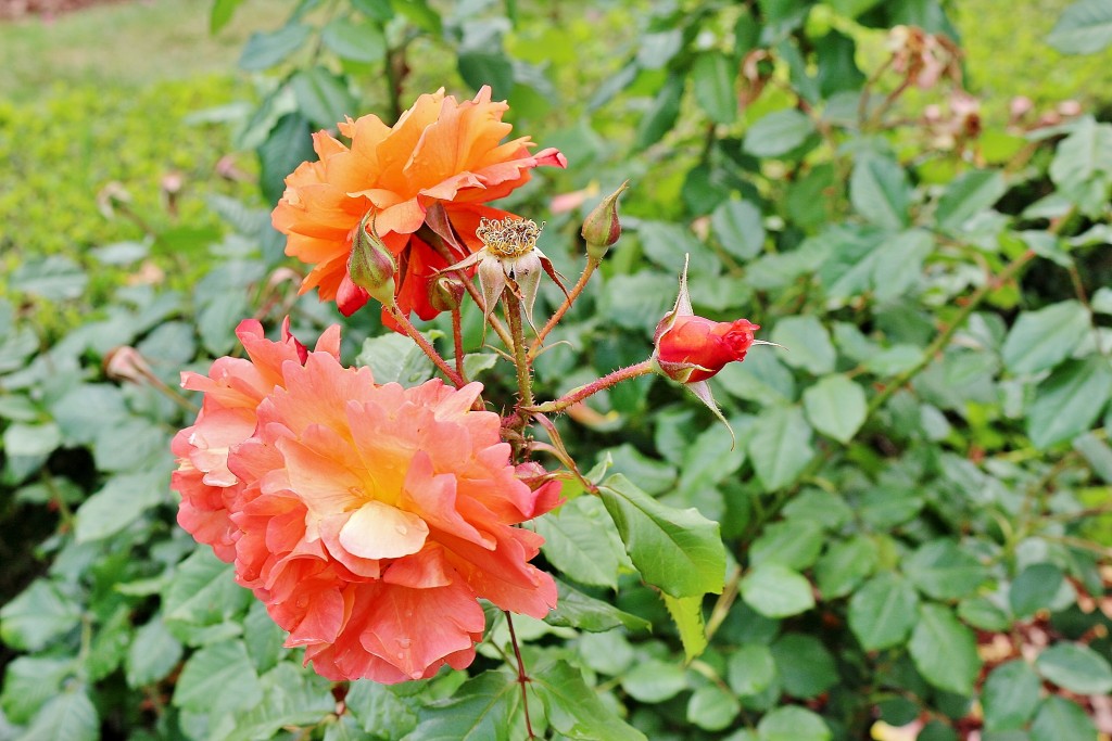 Foto: Concurso de rosas 2017 - Barcelona (Cataluña), España