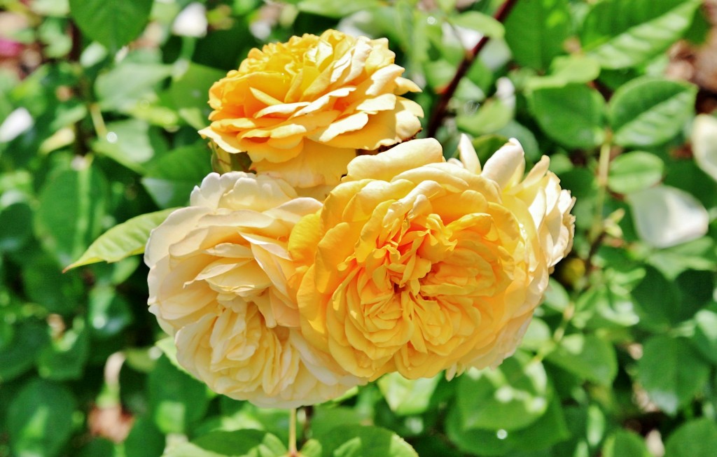 Foto: Concurso de rosas 2017 - Barcelona (Cataluña), España