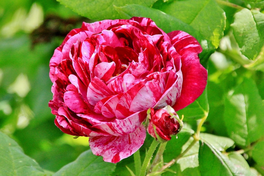 Foto: Concurso de rosas 2017 - Barcelona (Cataluña), España