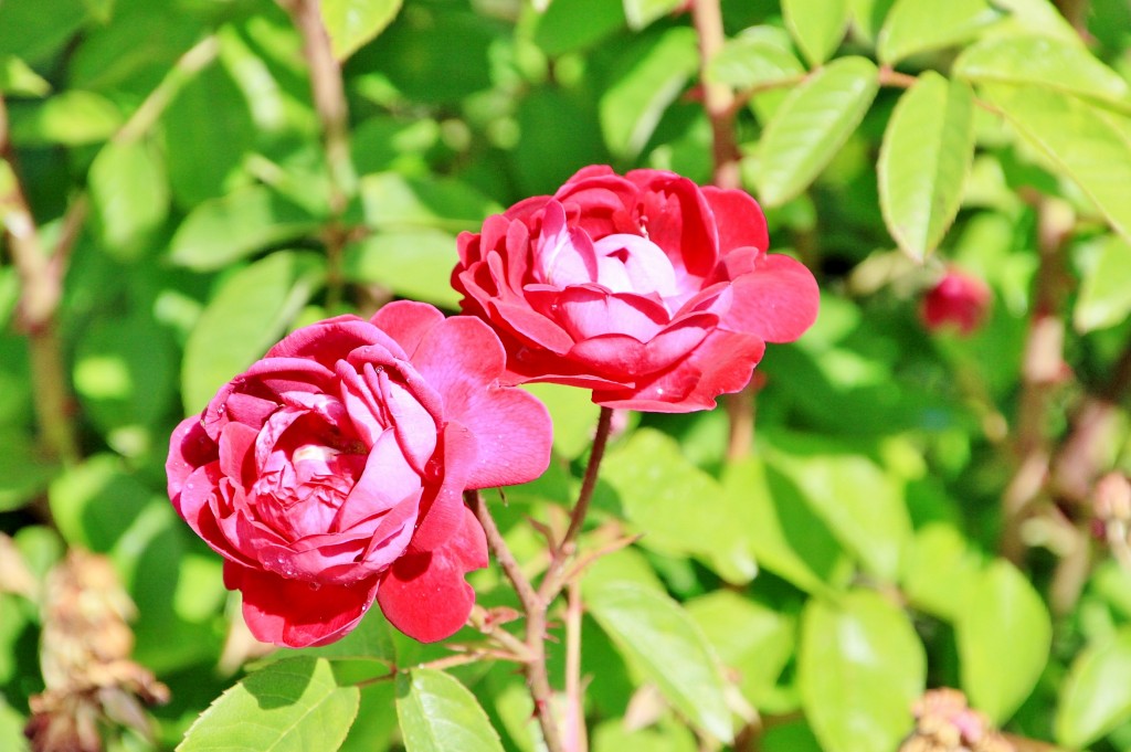 Foto: Concurso de rosas 2017 - Barcelona (Cataluña), España