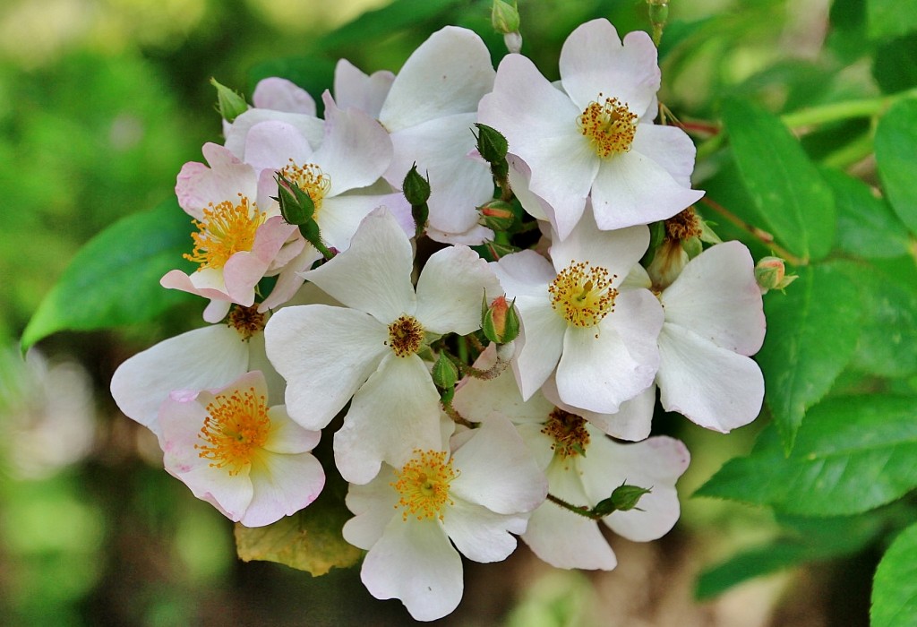 Foto: Concurso de rosas 2017 - Barcelona (Cataluña), España