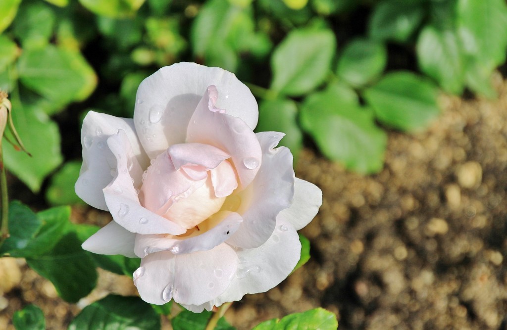 Foto: Concurso de rosas 2017 - Barcelona (Cataluña), España