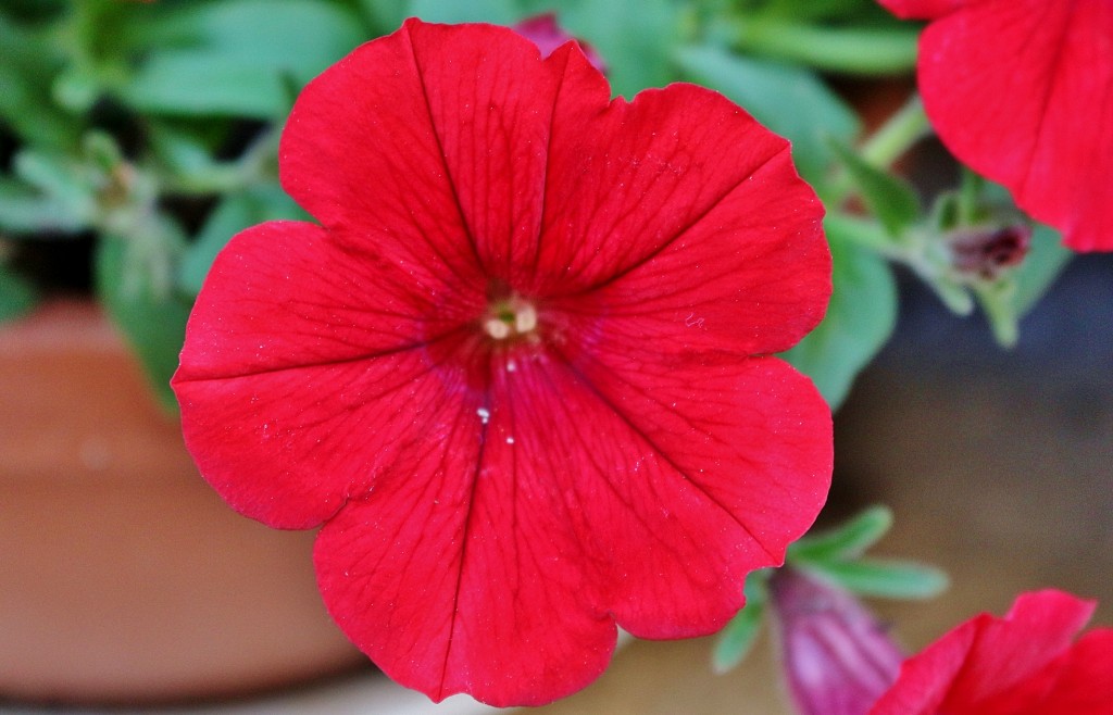 Foto: Un poco de color - Artieda (Zaragoza), España
