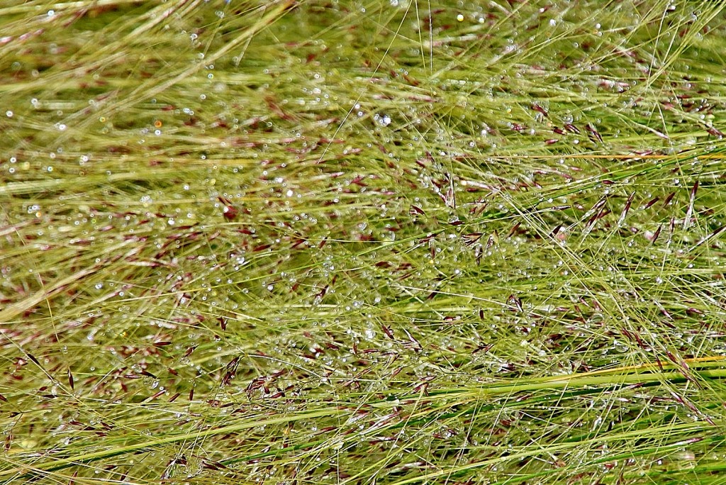 Foto: Concurso de rosas 2017 - Barcelona (Cataluña), España