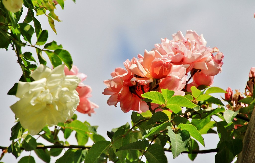 Foto: Concurso de rosas 2017 - Barcelona (Cataluña), España