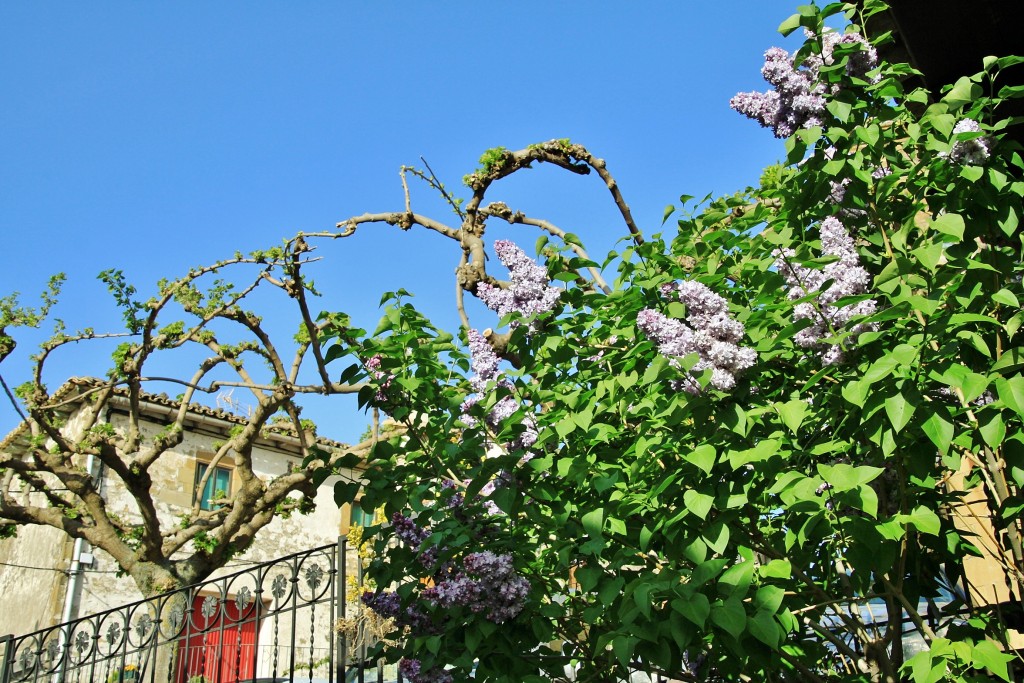 Foto: Un poco de color - Artieda (Zaragoza), España