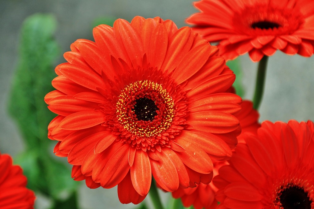 Foto: Un poco de color - Almacelles (Lleida), España
