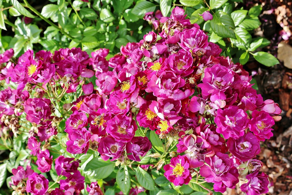 Foto: Concurso de rosas 2017 - Barcelona (Cataluña), España