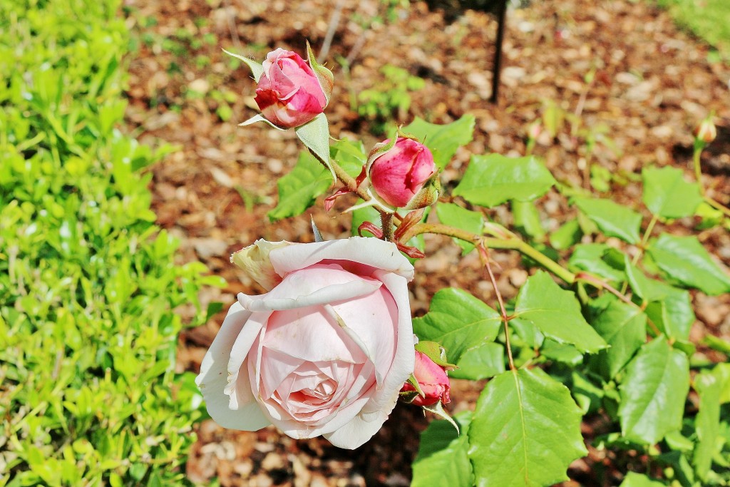 Foto: Concurso de rosas 2017 - Barcelona (Cataluña), España