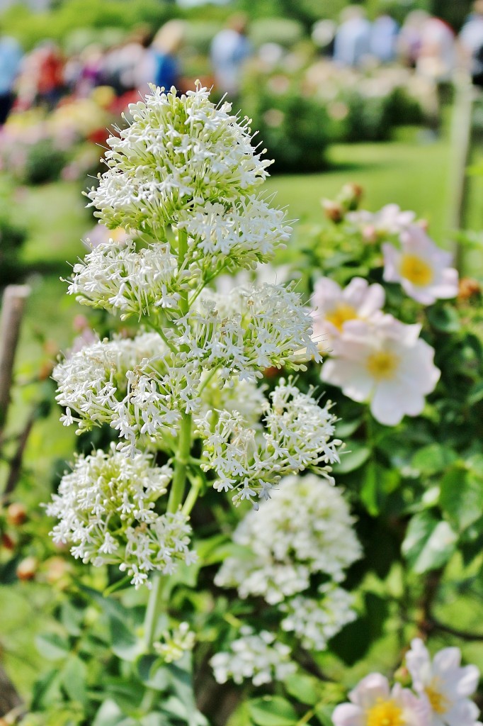 Foto: Concurso de rosas 2017 - Barcelona (Cataluña), España