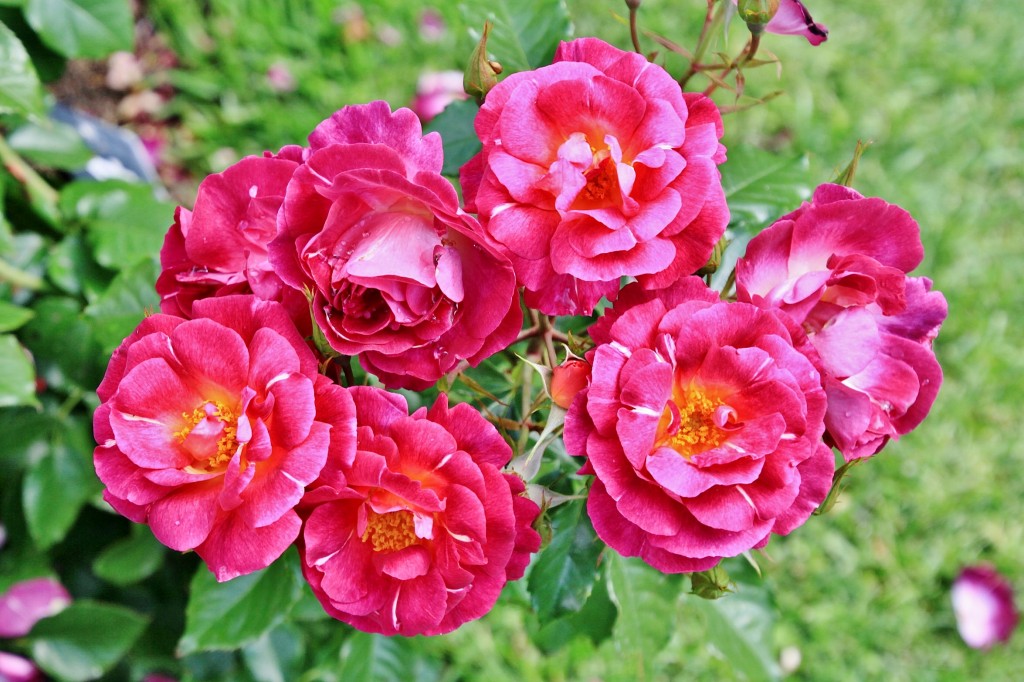 Foto: Concurso de rosas 2017 - Barcelona (Cataluña), España