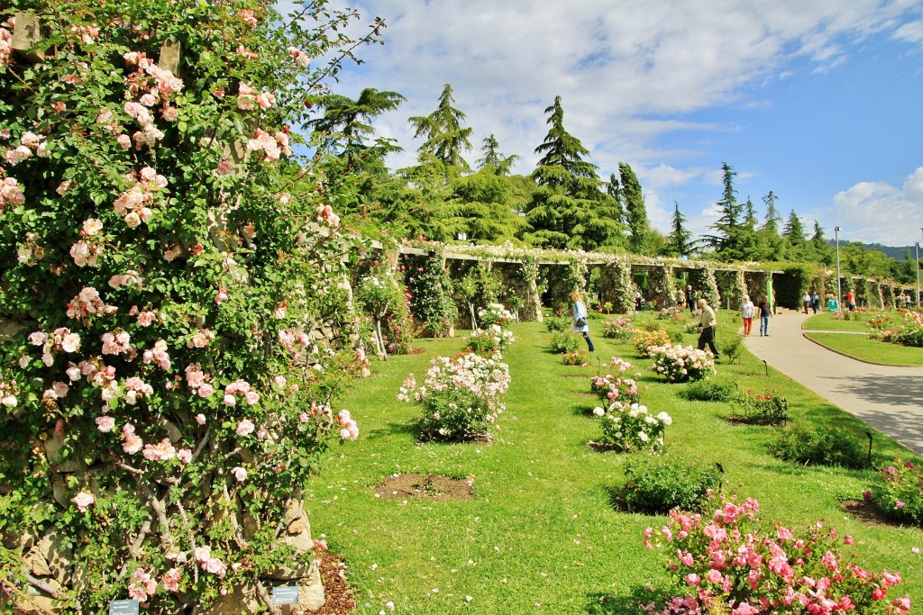 Foto: Concurso de rosas 2017 - Barcelona (Cataluña), España