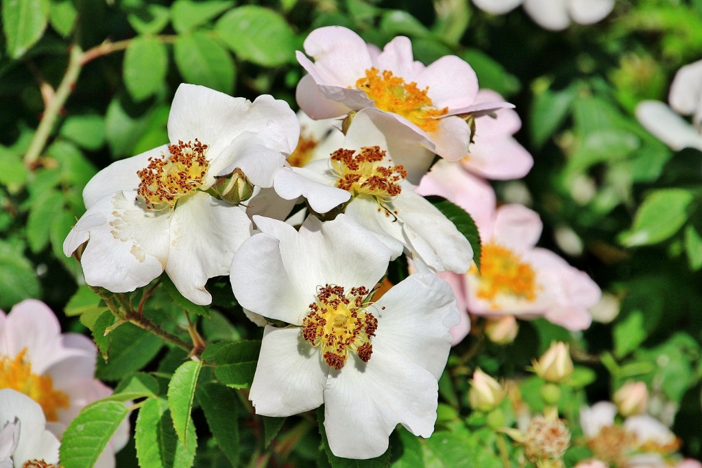 Foto: Concurso de rosas 2017 - Barcelona (Cataluña), España