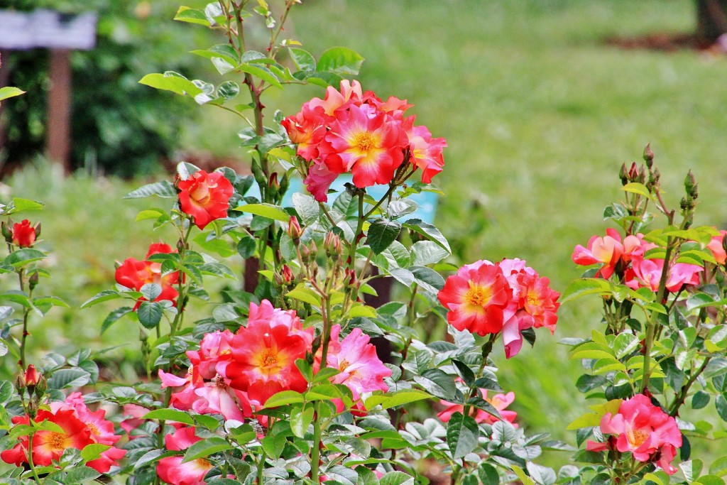 Foto: Concurso de rosas 2017 - Barcelona (Cataluña), España