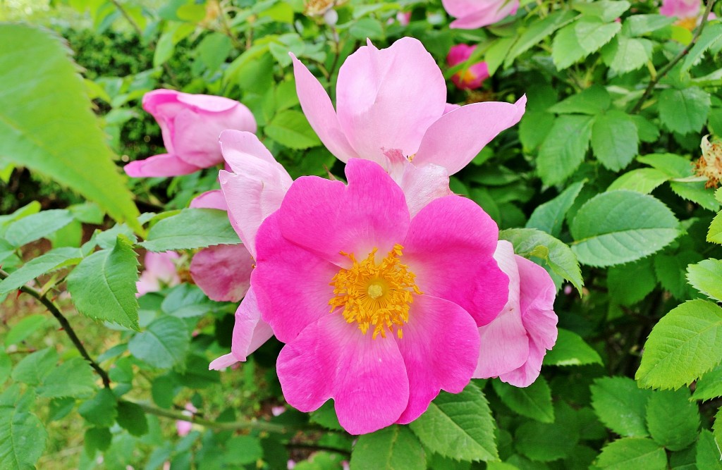 Foto: Concurso de rosas 2017 - Barcelona (Cataluña), España