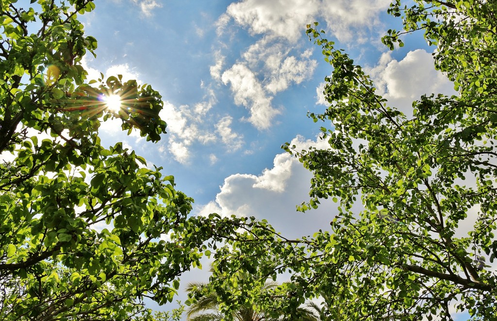 Foto: Concurso de rosas 2017 - Barcelona (Cataluña), España