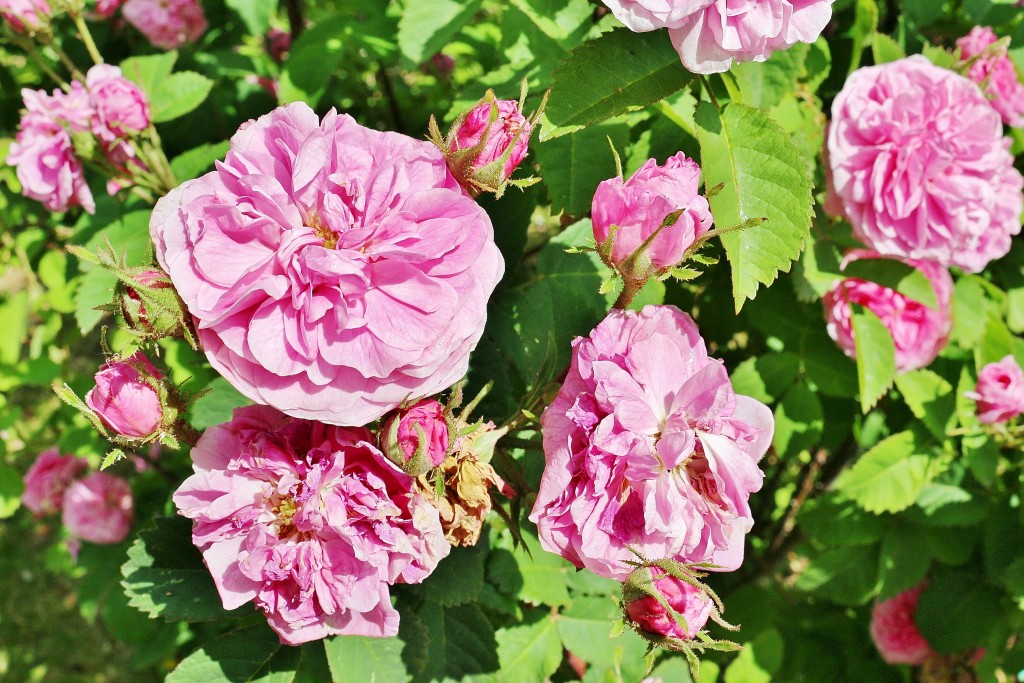 Foto: Concurso de rosas 2017 - Barcelona (Cataluña), España